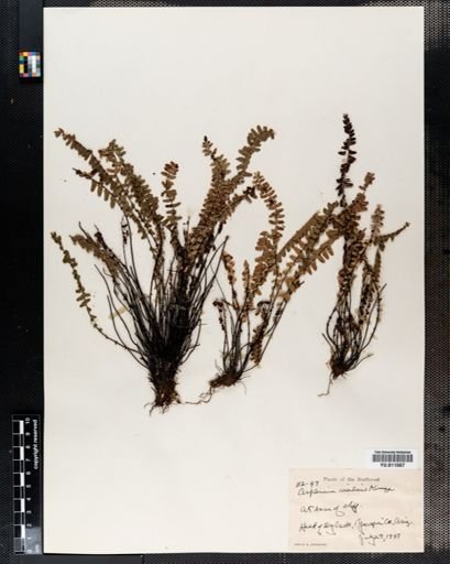 Asplenium resiliens