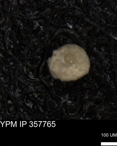 undet. Foraminiferida