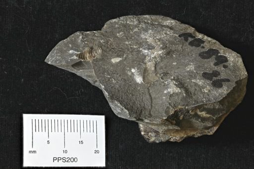 Scaphites sp.