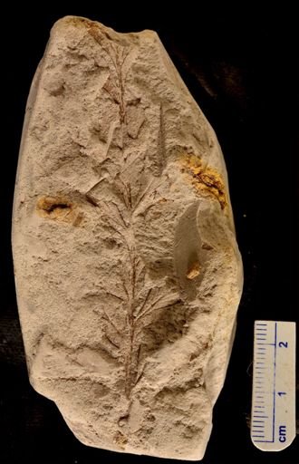 Asplenium sp.