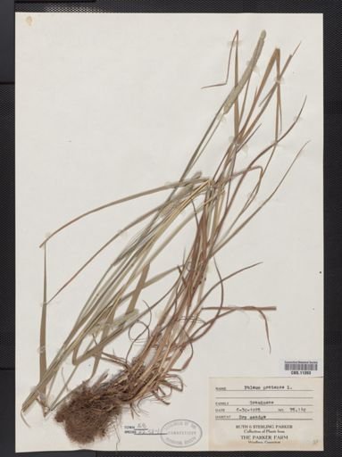 Phleum pratense
