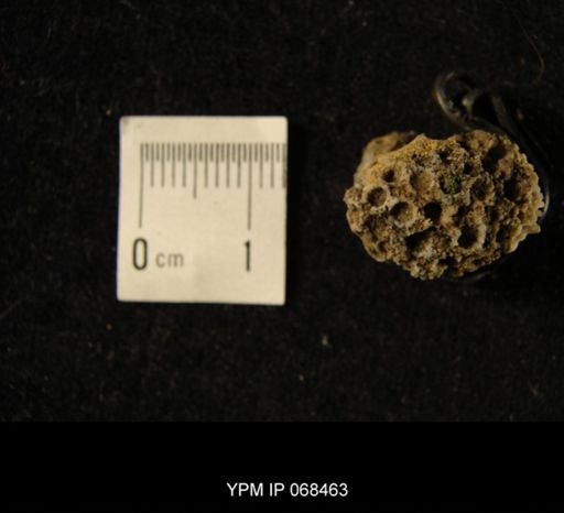 Lyellia sp.