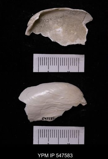 Modiola modiolus