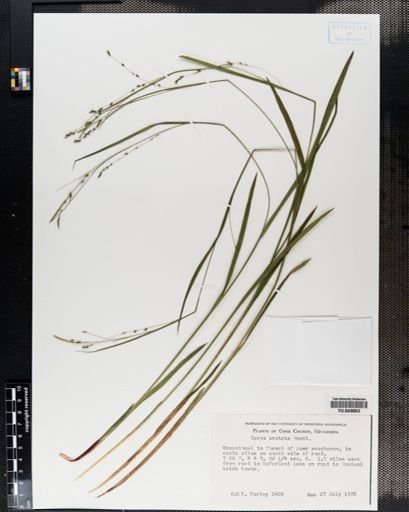 Carex arctata