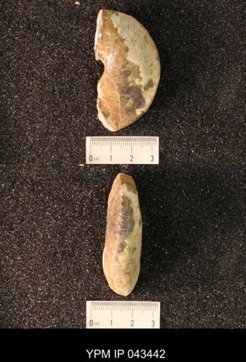 Hoploscaphites nicolletii