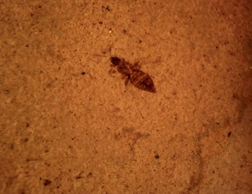 undet. Thysanoptera
