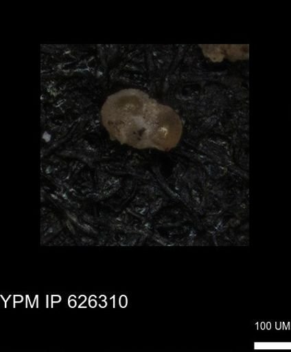 undet. Foraminiferida