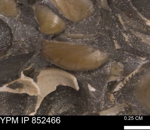 Limopsis striatopunctatus