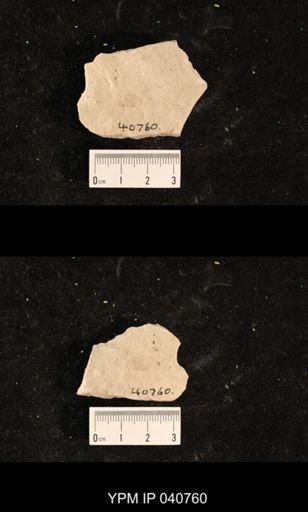 Ephemeroptera