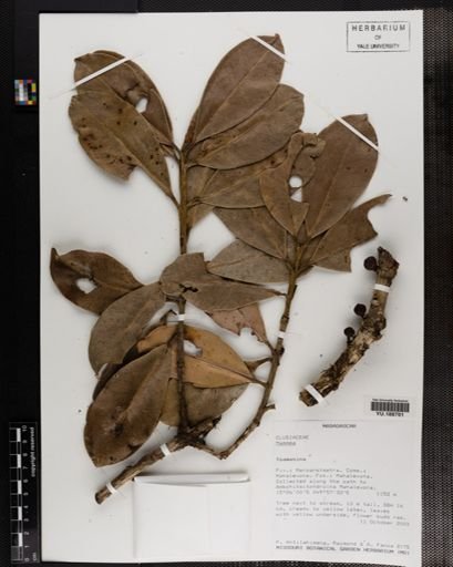 Plantae