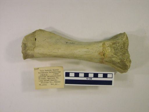 Rhinocerotidae