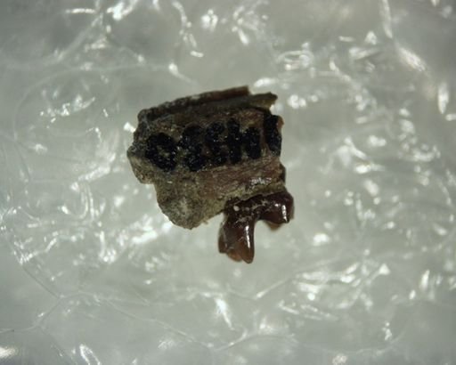 Diacocherus minutus