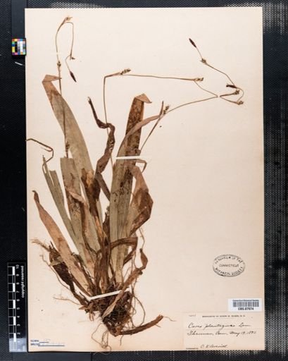 Carex plantaginea
