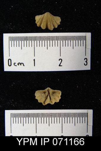 Delthyris saffordi