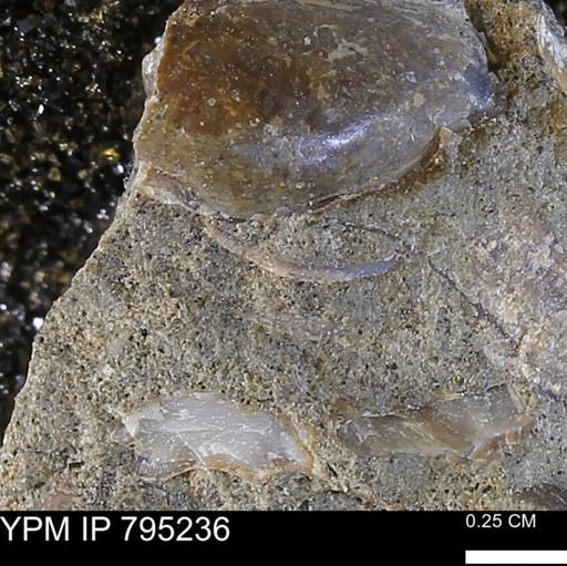 undet. Bivalvia