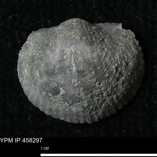 Chonetes mucronatus
