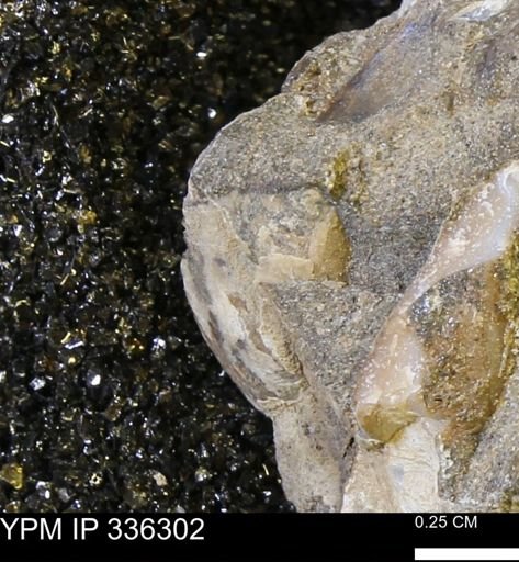undet. Bivalvia