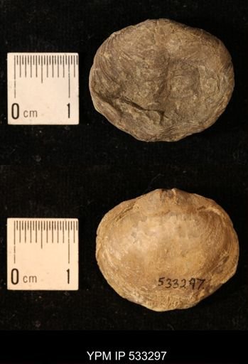 Athyris royssii