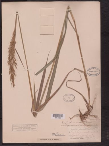 Sorghastrum nutans