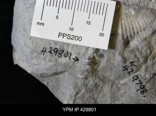 undet. Crinoidea