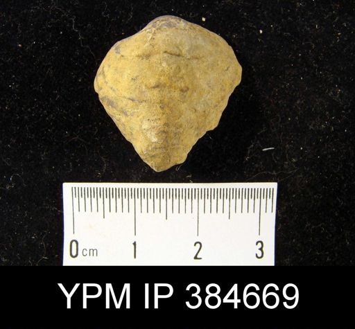 Athyris hannibalensis