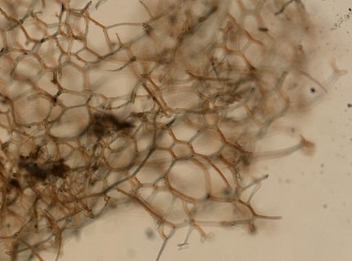 Spongia sp.
