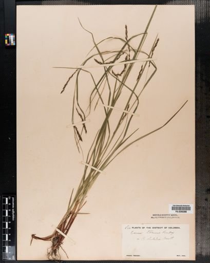 Carex debilis