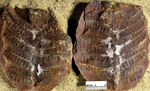 Pecopteris squamosa