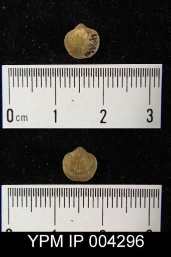 Athyris concentrica