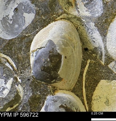 Limopsis striatopunctatus