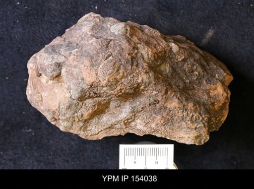 undet. Archaeocyathina