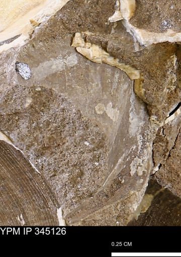 undet. Bivalvia