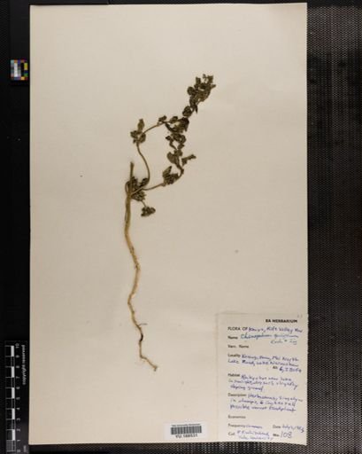 Plantae