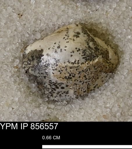 Limopsis striatopunctatus