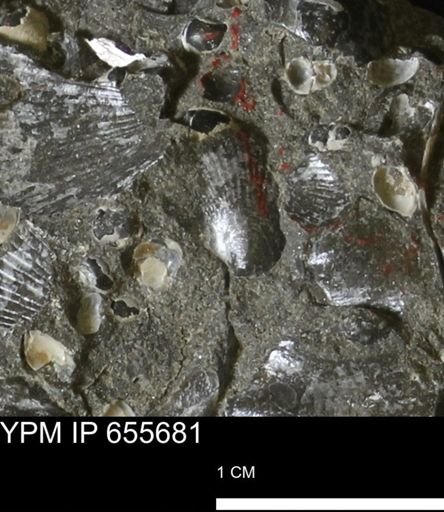 Oxytoma (Hypoxytoma) nebrascana