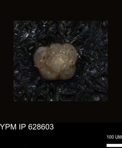 undet. Foraminiferida