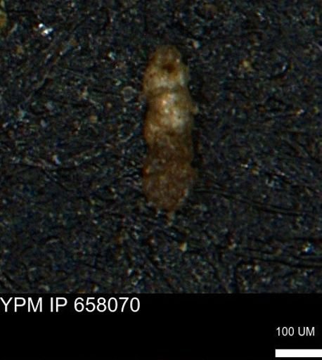 Ammobaculoides phaulus