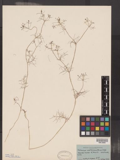 Ptilimnium capillaceum