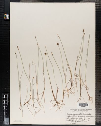 Carex
