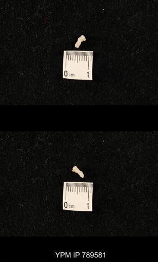 undet. Bryozoa