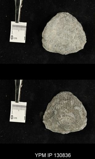 Spinatrypa spinosa