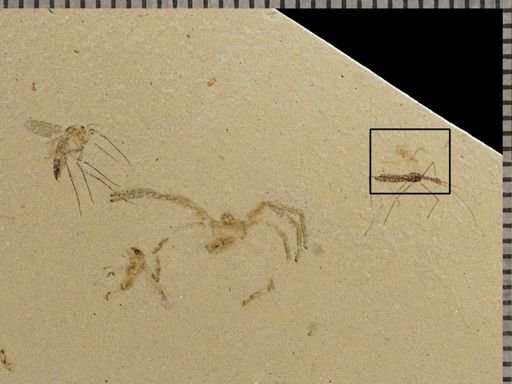 undet. Arachnida