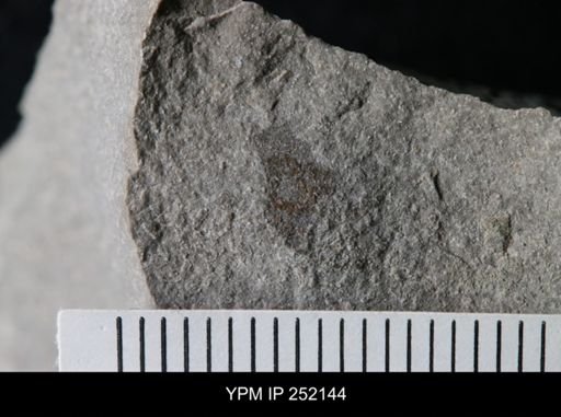 undet. Eurypterida
