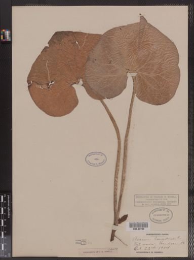 Asarum canadense