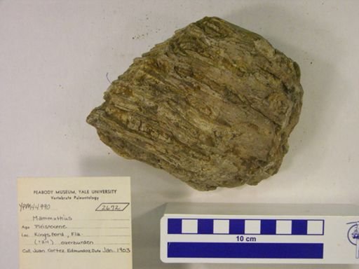 Mammuthus sp.