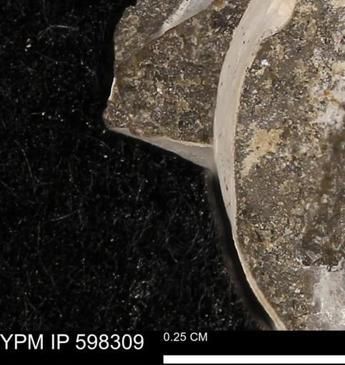 Limopsis striatopunctatus