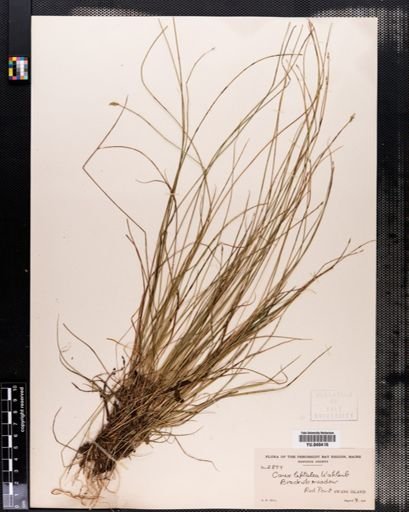 Carex leptalea