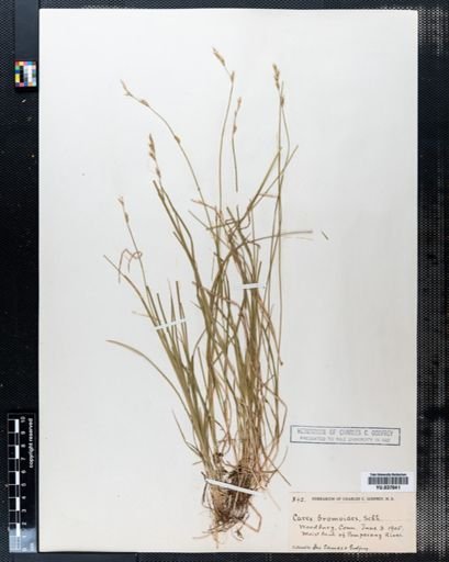 Carex bromoides