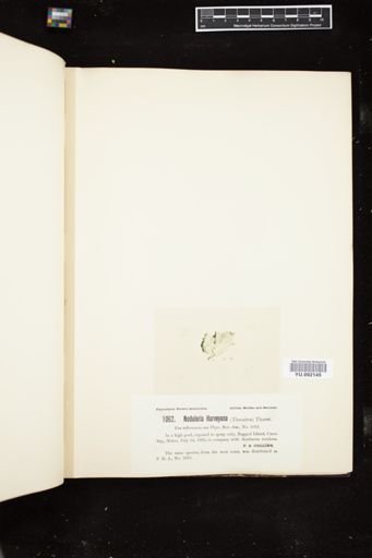 Nodularia harveyana
