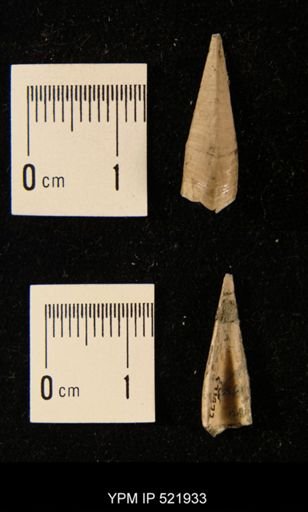 Cretiscalpellum?